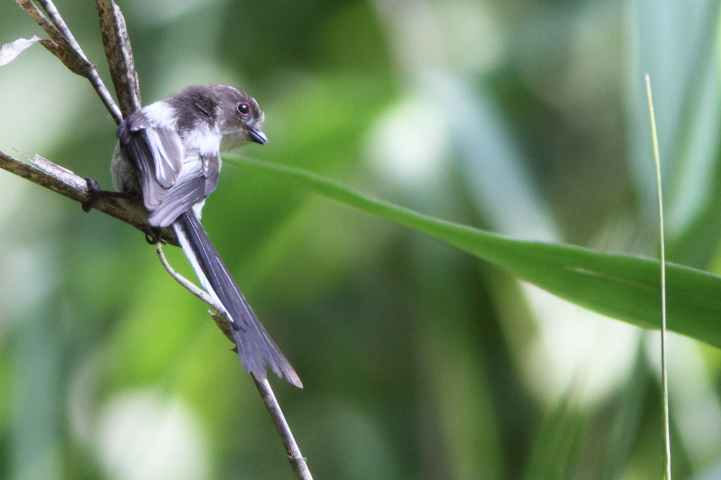 この季節は、どこも巣立った鳥たちでにぎわっていますね。道保川公園でもエナガの若鳥が集団でエサ探しをしていました。